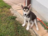 Chiots Husky Sibérien de pure race à vendre