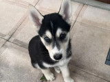 Chiots Husky Sibérien de pure race à vendre