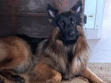 Magnifique Berger Allemand à poil long LOF disponible pour saillie