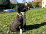 Mâle Staffordshire Bull Terrier disponible pour saillie