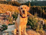 Mâle Labrador Retriever disponible pour saillie