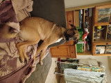1 chiots Berger Allemand