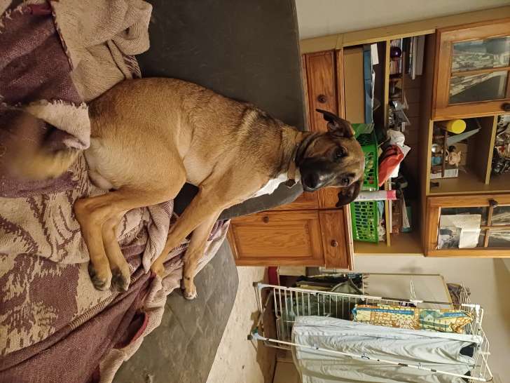 1 chiots Berger Allemand