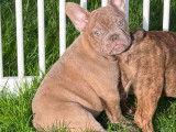 Chiots Bouledogue Français à vendre