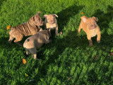 Chiots Bouledogue Français à vendre