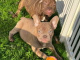 Chiots Bouledogue Français à vendre