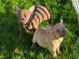 Chiots Bouledogue Français à vendre