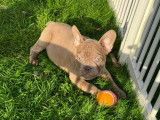 Chiots Bouledogue Français à vendre