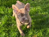 Chiots Bouledogue Français à vendre