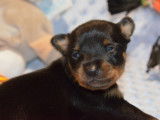 Joli chiot mâle Russkiy Toy LOF à vendre