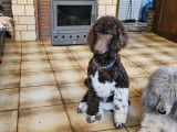 Chiots Caniche Royal marron Disponible