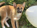 Chiot Shiba Inu à vendre