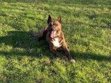 Boss, mâle Malinois croisé Staff disponible pour saillie