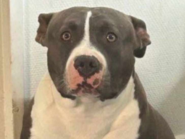 Mâle American Bully bleu et blanc disponible pour saillie
