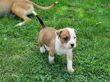 Chiots American Staffordshire Terrier LOF à vendre