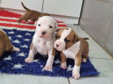 Chiots American Staffordshire Terrier LOF à vendre