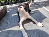 Magnifiques chiots Boston Terrier à vendre