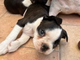 Magnifiques chiots Boston Terrier à vendre