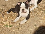 Magnifiques chiots Boston Terrier à vendre