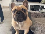 Mâle Bouledogue Français LOF disponible pour saillie