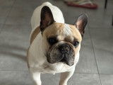 Bouledogue français mâle