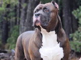 Chiots American Bully XXL à vendre