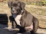 Chiots American Bully XXL à vendre
