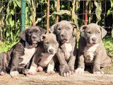 Chiots American Bully XXL à vendre