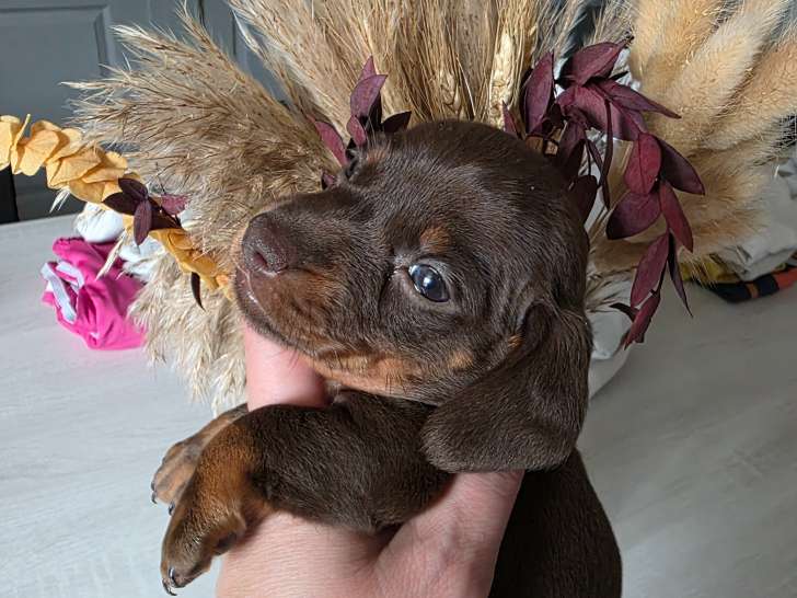 Chiots Teckel nain