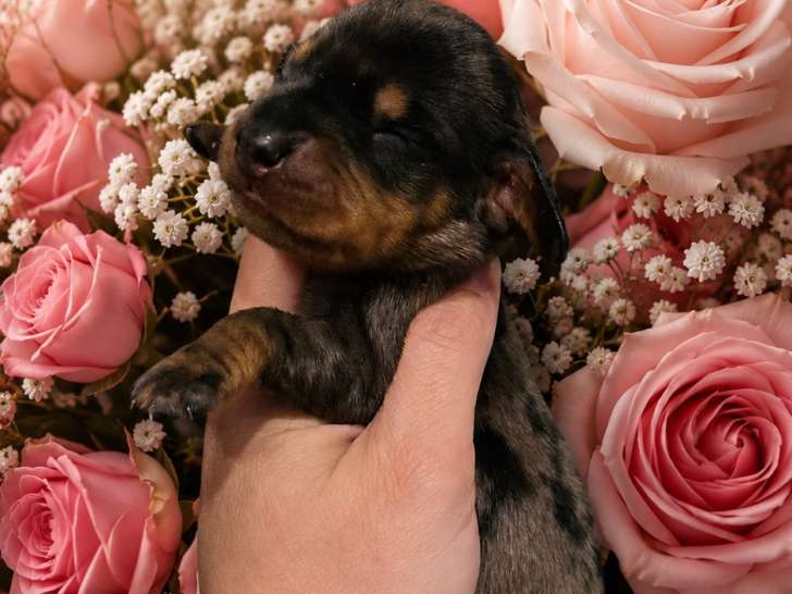 Chiots Teckel nain