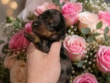 Chiots Teckel nain