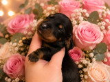 Chiots Teckel nain