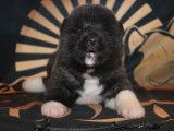 Chiot Akita Américain