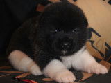 Chiot Akita Américain