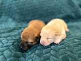Chiots Shiba Inu LOF à vendre