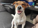 Ri, mâle Jack Russel disponible pour saillie