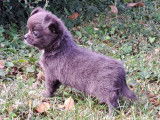 Chiots Chihuahua à poil long à vendre