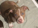 Jeune femelle American Bully à vendre
