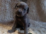 Chiots Cane Corso à vendre