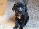 Chiots Cane Corso à vendre