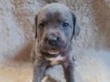 Chiots Cane Corso à vendre