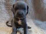 Chiots Cane Corso à vendre