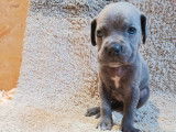 Chiots Cane Corso à vendre