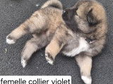 Chiots de race Eurasier à vendre (3 femelles & 2 mâles)