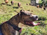 Mâle American Staffordshire Terrier recherche femelle pour saillie