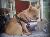 Chio Chihuahua LOF à vendre