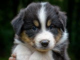 Superbes chiots Bergers Australiens noir tricolore à vendre