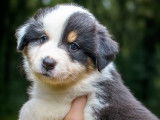 Superbes chiots Bergers Australiens noir tricolore à vendre