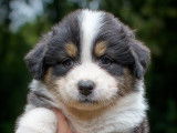 Superbes chiots Bergers Australiens noir tricolore à vendre