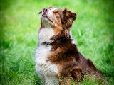 Superbes chiots Bergers Australiens noir tricolore à vendre